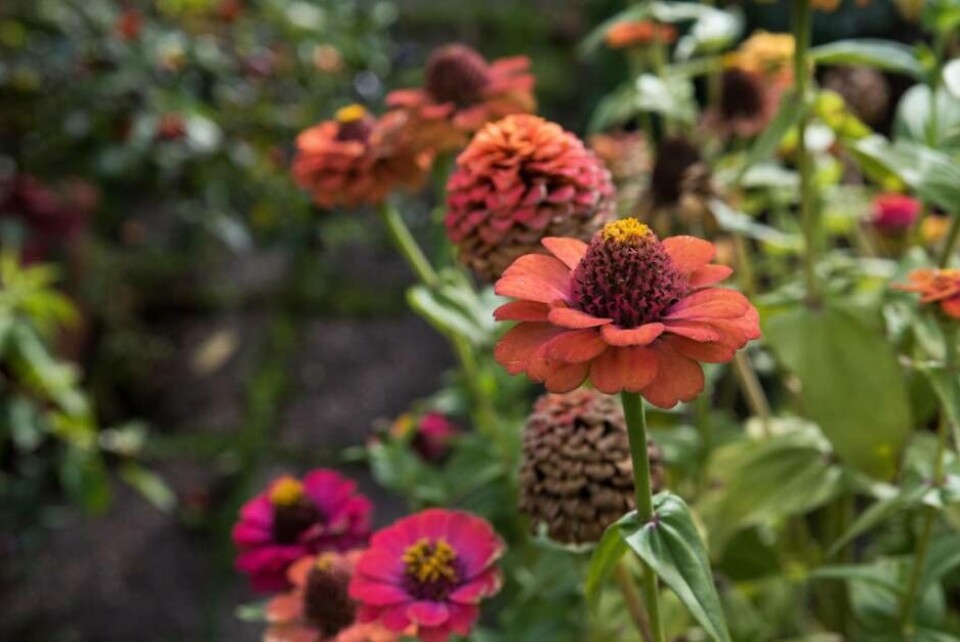 Dags att så. Till vänster: Sommarblomman Zinnia som sås kallt. Till höger: Farbror gröns egenodlade tomater. Foto: Johannes Wätterbäck×1 / 2Visa bildtextBild 1 av 2 Dags att så. Till vänster: Sommarblomman Zinnia som sås kallt. Till höger: Farbror gröns egenodlade tomater. Foto: Johannes Wätterbäck×1 / 2Visa bildtextBild 1 av 2