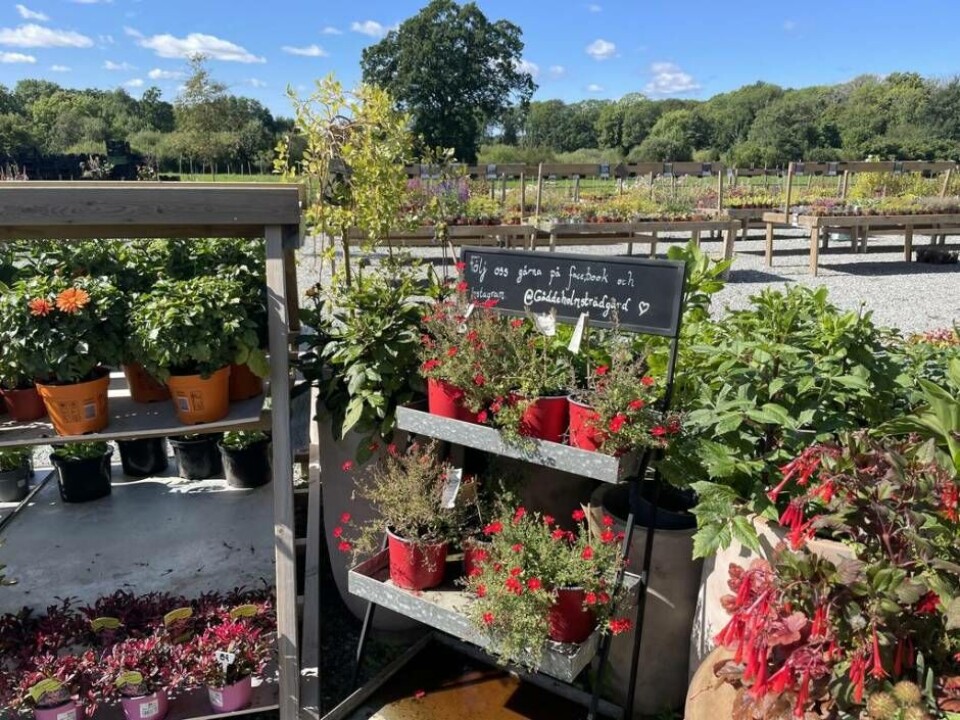 Noga utvalt. Gäddeholms trädgård har ett noga utvalt sortiment av växter och blommor och mycket av det som säljs är närodlat. Noga utvalt. Gäddeholms trädgård har ett noga utvalt sortiment av växter och blommor och mycket av det som säljs är närodlat.