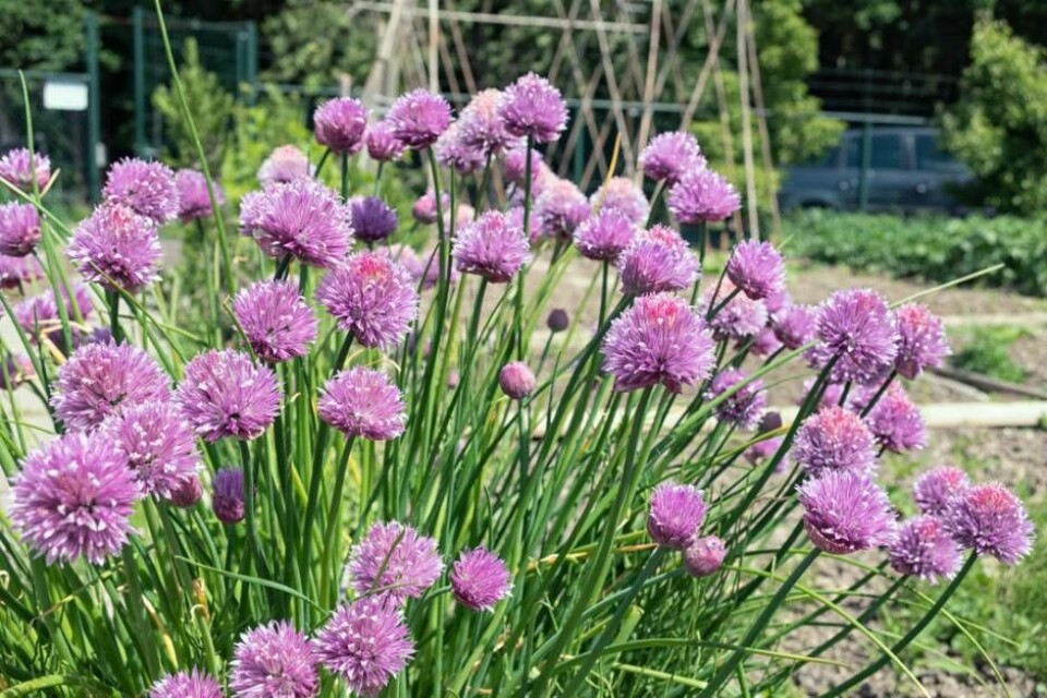 Årets perenn är Trädgårdskantlöken Allium ’Millenium' Foto: Mostphotos