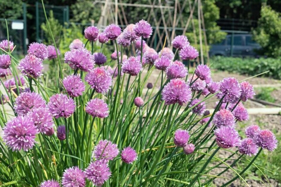 Årets perenn är Trädgårdskantlöken Allium ’Millenium' Foto: Mostphotos Årets perenn är Trädgårdskantlöken Allium ’Millenium' Foto: Mostphotos