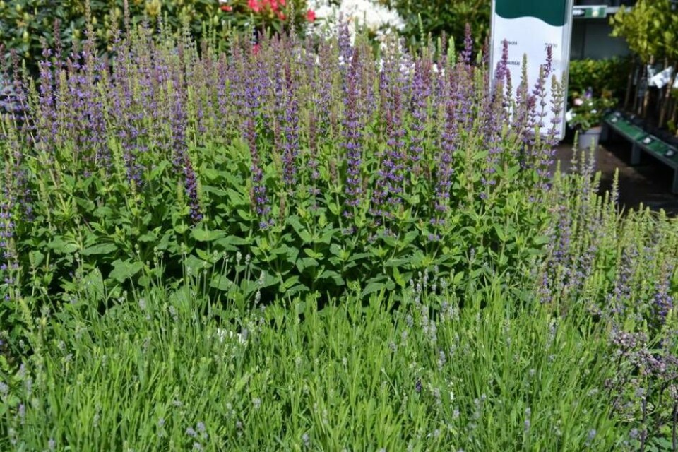 Vacker lila Stäppsalvia och i förgrunden lavendel som snart slår ut. Foto: Helena Andersson Vacker lila Stäppsalvia och i förgrunden lavendel som snart slår ut. Foto: Helena Andersson
