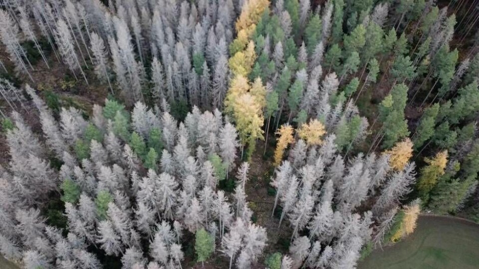 8 miljoner kubikmeter gran har angripits av granbarkborre framför allt i de östra delarna av Götaland och Svealand under 2020. Det är den högsta siffran på skador som uppmätts hittills. Foto: Skogsstyrelsen