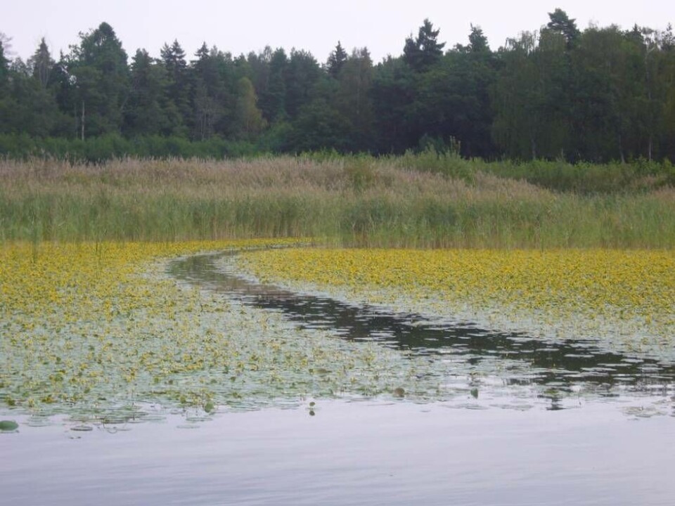 Sjögull – ett allt större problem i Mälaren. Foto: Leif Carlsson