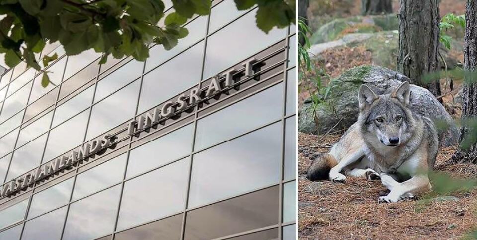 Jaktbrotten: Flera misstänkta häktade