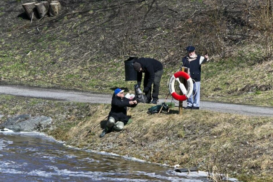 Nästa lördag nappar det i Svartån igen. Foto: Mostphotos