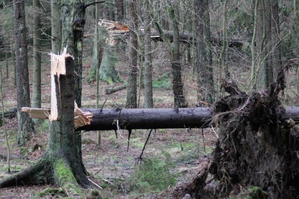 Kommunen varnar för stormen: 'Undvik att gå i skogen'