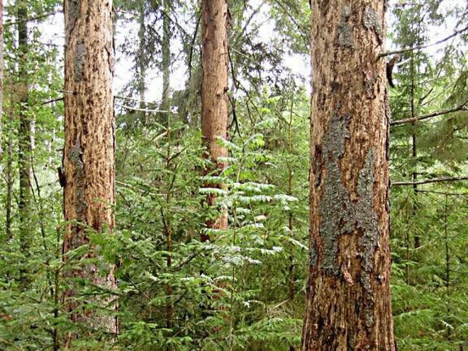 Hotar skogen. Gran skadad av granbarkborre. Foto: Skogsstyrelsen