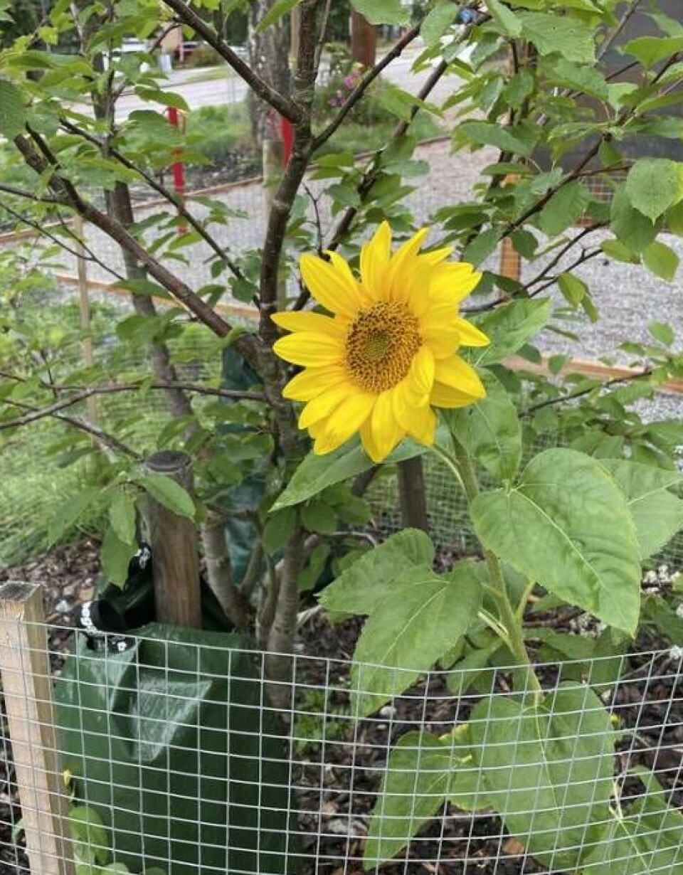 Blomsterprakt. Matskogen är full av både blommor samt träd och buskar som producerar ätbara frukter och nötter.