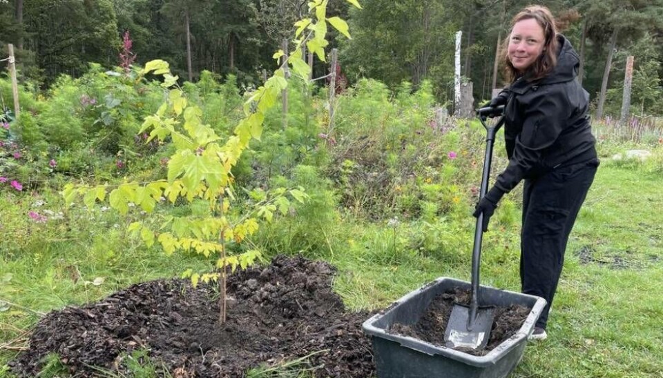 Framtiden. Anna Thunell (MP) planterade ett mullbärsträd vid invigningen av matskogen.