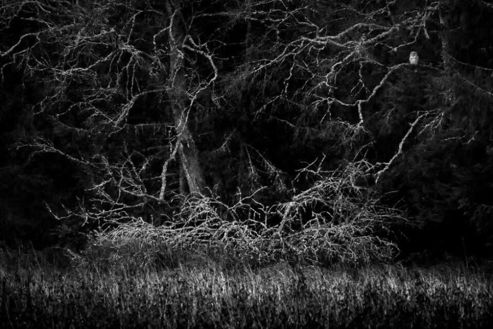 DEN SVARTVITA GULDBILDEN. Anders Sundkvists vinnande SM-bild – J Bauers Owl – på en slaguggla tagen i skogarna utanför Skultuna. Foto: Anders Sundkvist