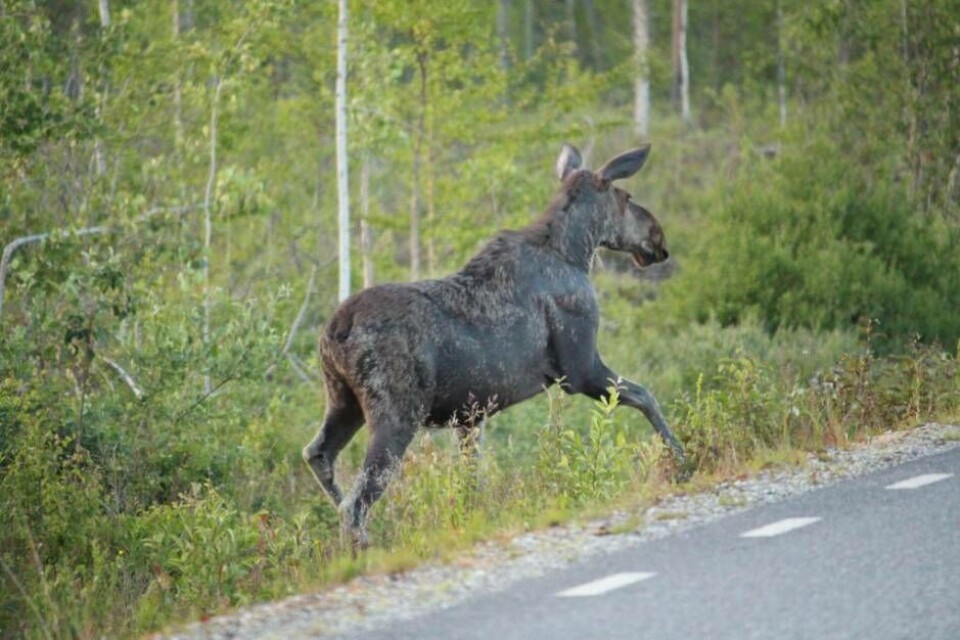 Viltolyckorna har enligt försäkringsbolaget If ökat i hela landet – och även i Västmanland.