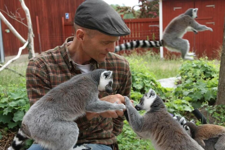 Henrik Ludvigsson och Kungsbyns lemurer. Foto: Sofie Tejre