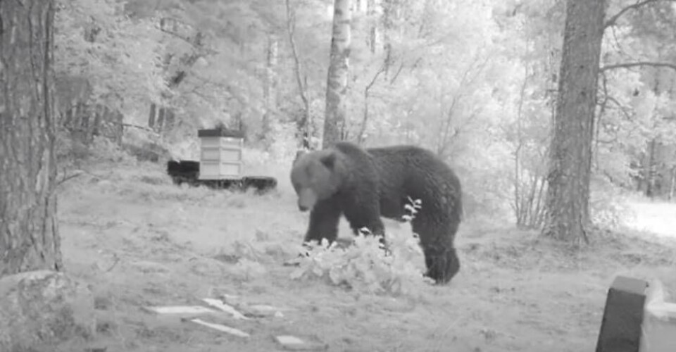 Björnen hittar biodlingen i skogen – och börjar kalasa på den söta honungen. Foto: Länsstyrelsen