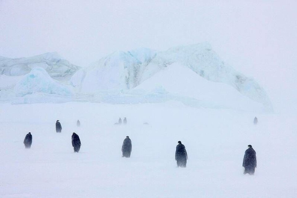Naturfoto. Foto taget av Pål Hermansen.