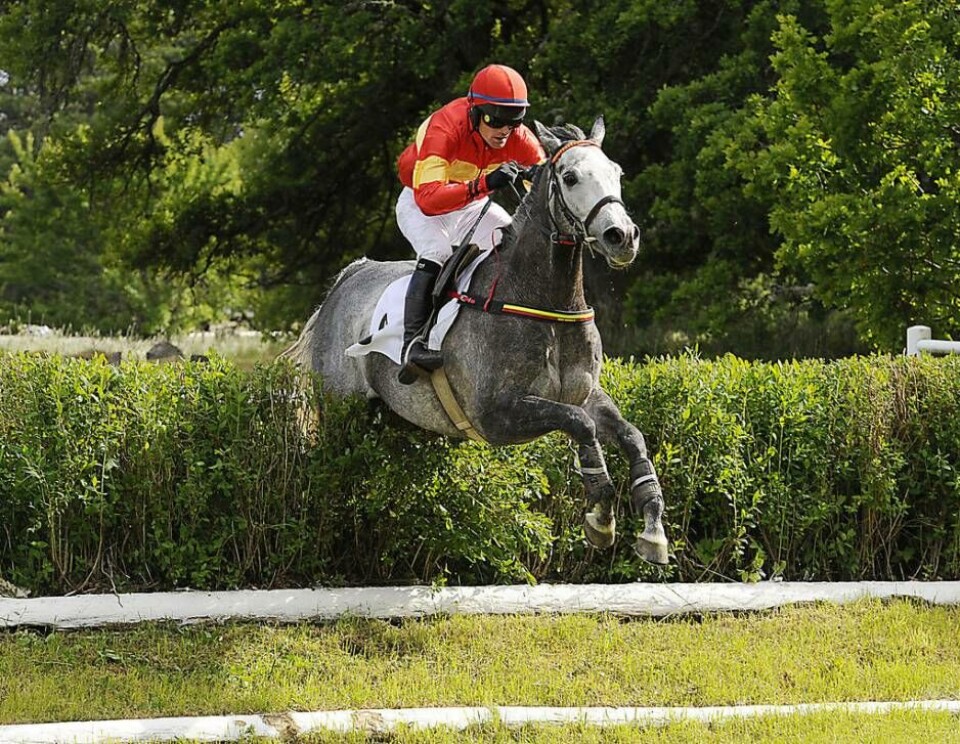 Marcus Aurelius vann förra årets Grand National med Lukas Sloup i sadeln. I år kan han vinna igen, fast med debutanten Dusan Andrés som ryttare. Foto: Stefan Olsson / Svensk Galopp