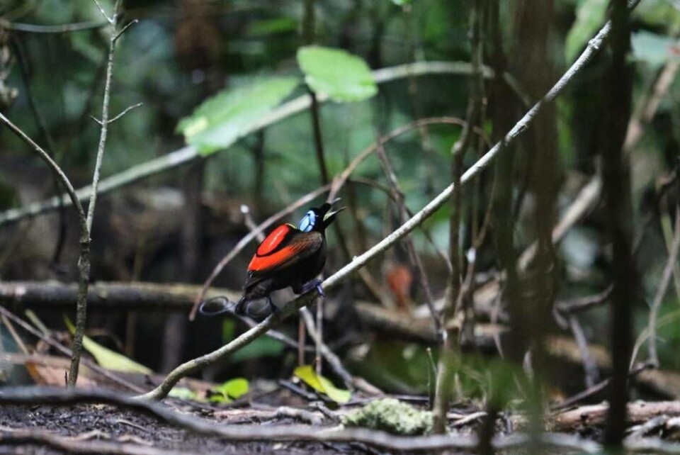 Wilsons bird-of-paradise fotograferad på spelplats på ön Waigeo som är en av de 2 öar där den fågeln finns. Samma ö som Sten Bergman såg dem redan på 1950-talet.