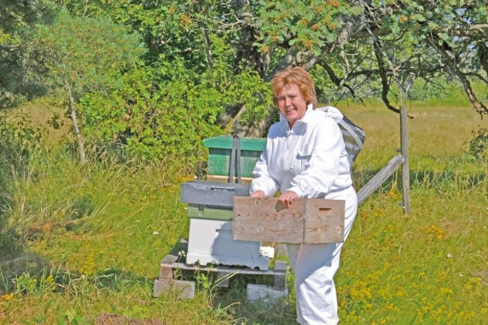 I Monicas åtta kupor finns det under högsäsong cirka 70 000 bin, och på vintern runt 20 000. Foto: Helena Andersson I Monicas åtta kupor finns det under högsäsong cirka 70 000 bin, och på vintern runt 20 000. Foto: Helena Andersson