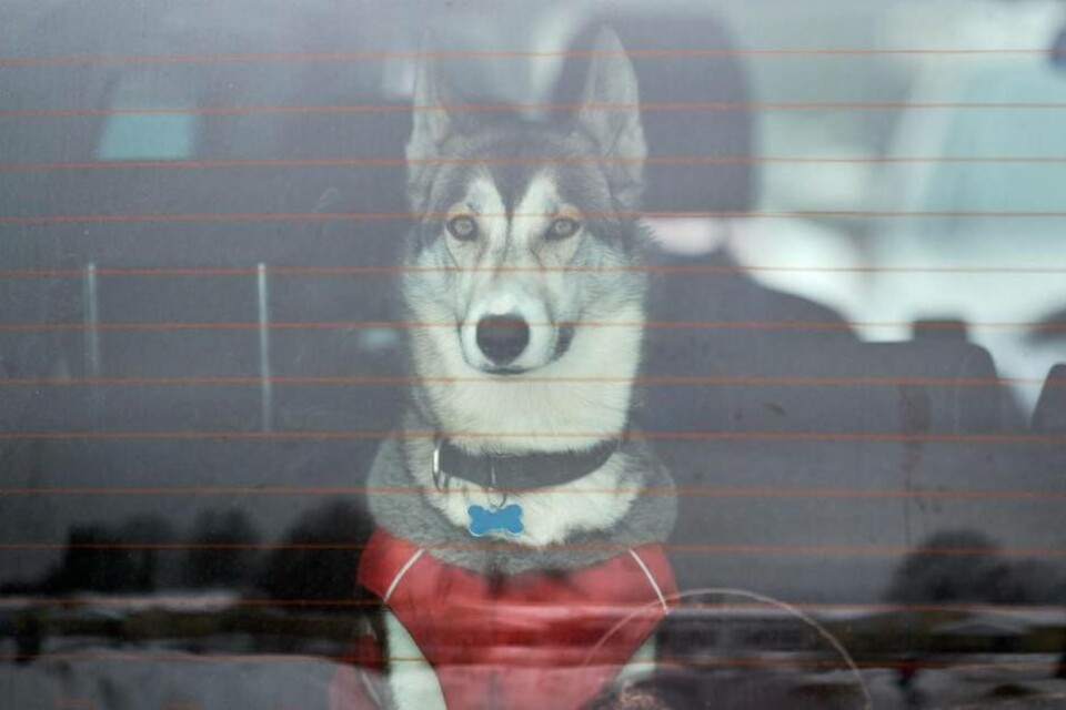 Hunden på bilden har ingenting med händelsen att göra. Foto: Mostphotos