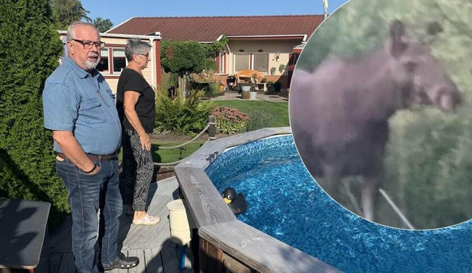 Sten och Bibbi Ohlsson har fått en objuden gäst som kommer och dricker ur deras pool. Foto: Jonas Edberg / privat