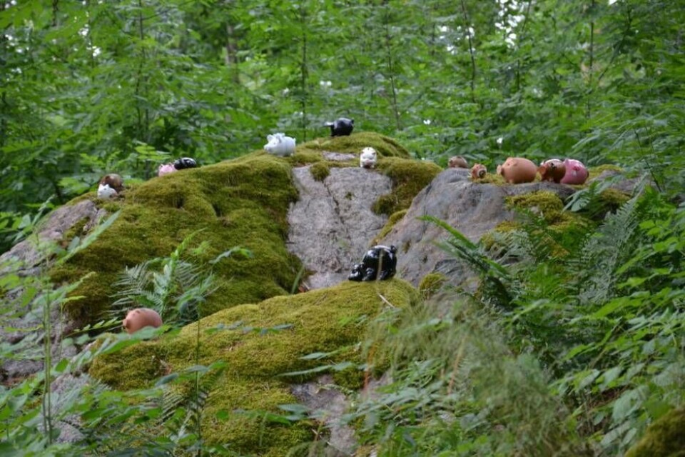 Många grisar under stora eken