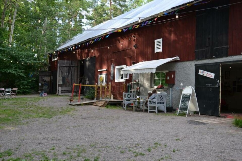 Många grisar under stora eken