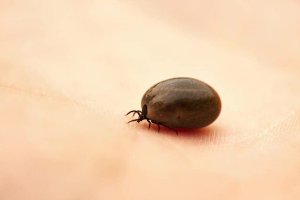 Tick is crawling on the human palm