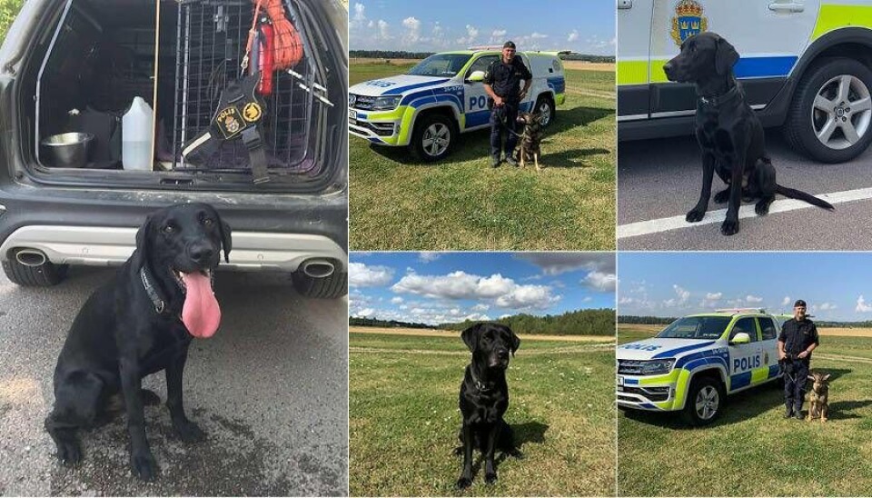 Polisen i Västmanland får förstärkning av fem nya hundar. Foto: Polisen