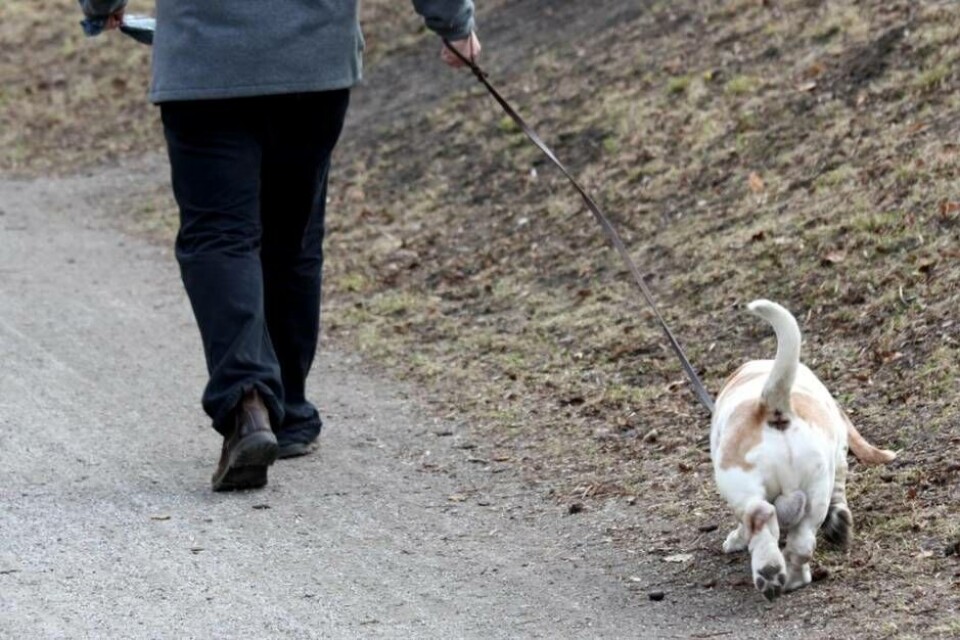 Bilden är en genrebild. Personen och hunden på bilden har inget att göra med händelsen. Foto: MOSTPHOTOS