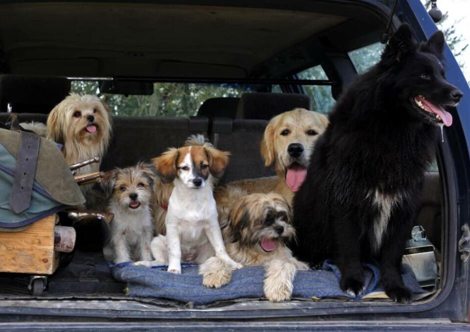 10 tips för dig som vill semestra med hund