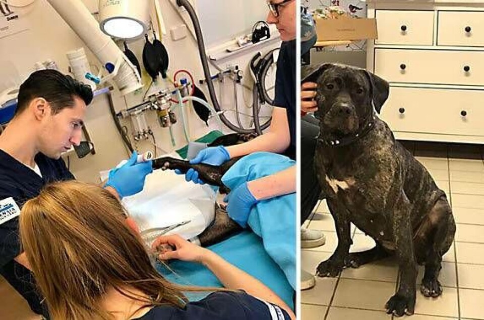 Veterinärernas välgörenhet blev internetsuccé