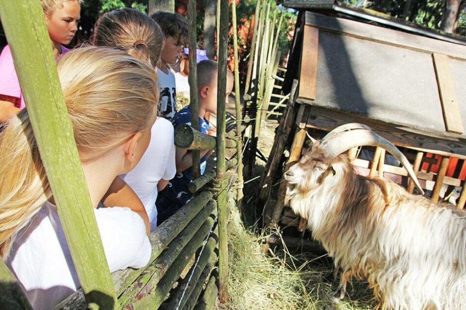Getabockarna som går i en egen hage skild från tackorna och lammen skulle också ha mat. Foto: Helena Andersson×1 / 8Visa bildtextBild 1 av 8