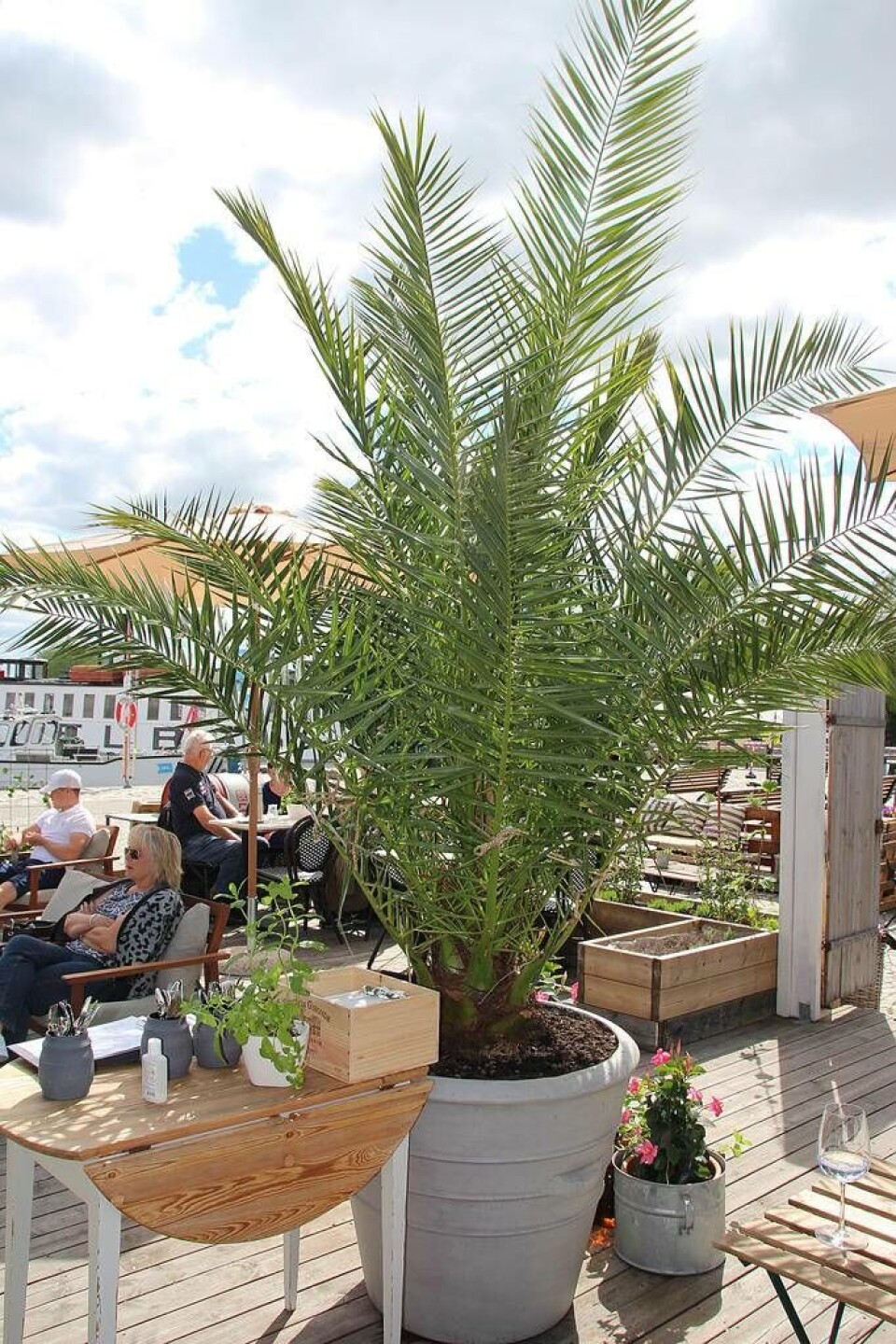 En stor palm har köpts in för säsongen och förgyller miljön och ger en liten riviera-känsla. Foto: Jonas Bergkvist