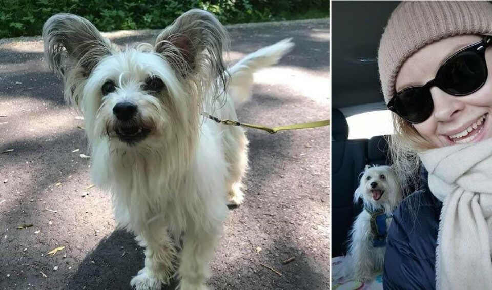 10-åriga hunden Alwa är försvunnen sedan i måndags. Nu söker Linnea och hennes oroliga familj desperat efter henne: 'Vi kan knappt sova eller äta'. Foto: Privat