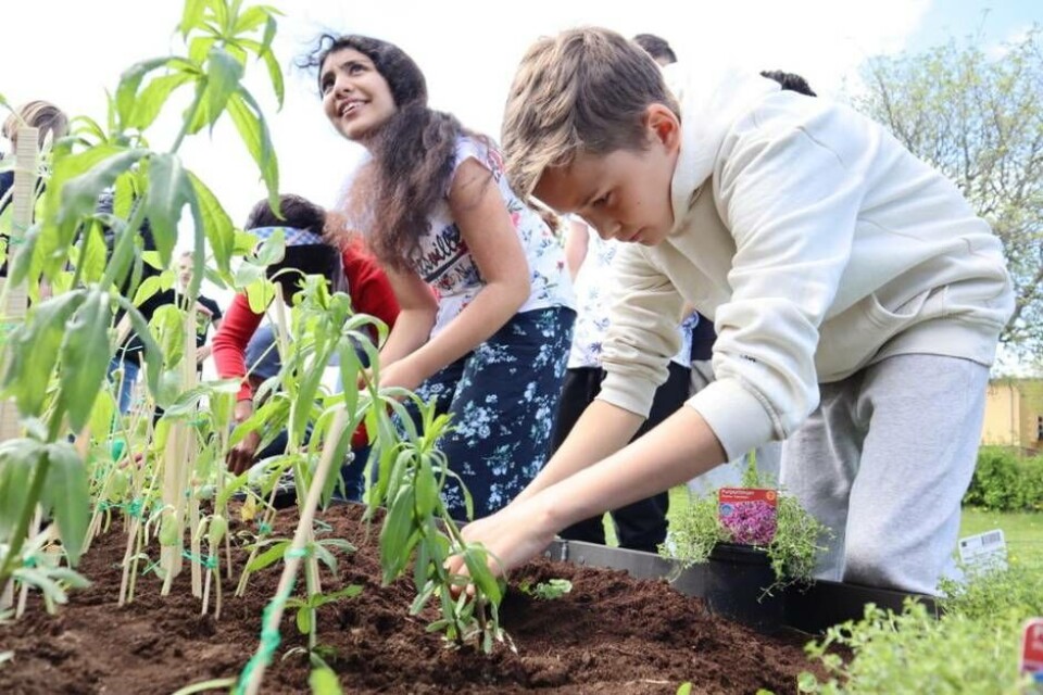 Växt med projektet. Eleverna på Skälbyskolan har gjort ett omfattande arbete med växter och bins betydelse för ekosystemet. Foto: Skälbyskolan