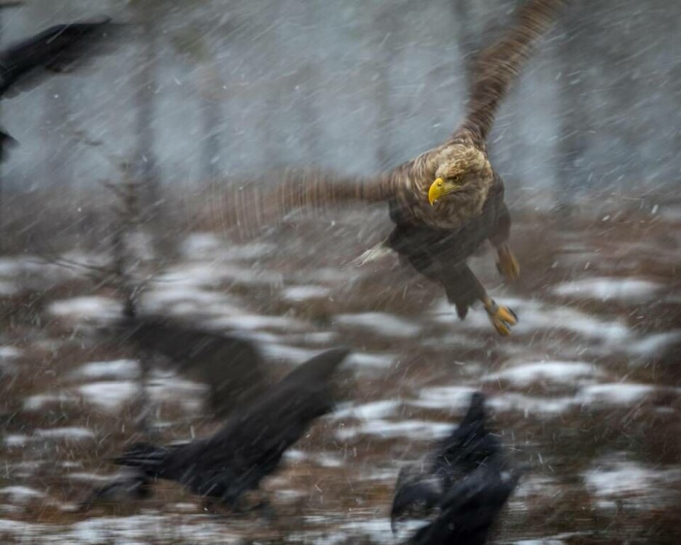 Västeråsaren Harri Vretheds bild på den här kungsörnen nådde en fjärdeplats i naturklassen vid förra årets SM. Foto: Harri Vrethed