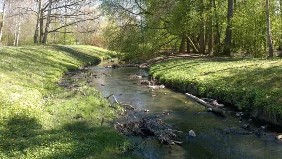 En grönstrukturplan ger förslag på hur gröna värden kan bevaras, förbättras och utvecklas. Foto från Hamrebäcken, Västerås. Foto: Västerås stad