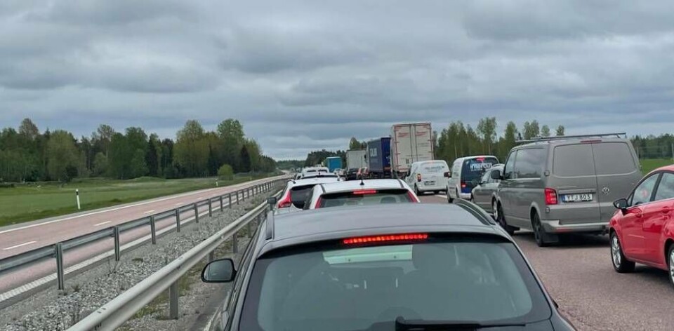 Köerna ringlar långa i östgående riktning på E18, här strax utanför Hällamotet. Foto: Jonas Edberg