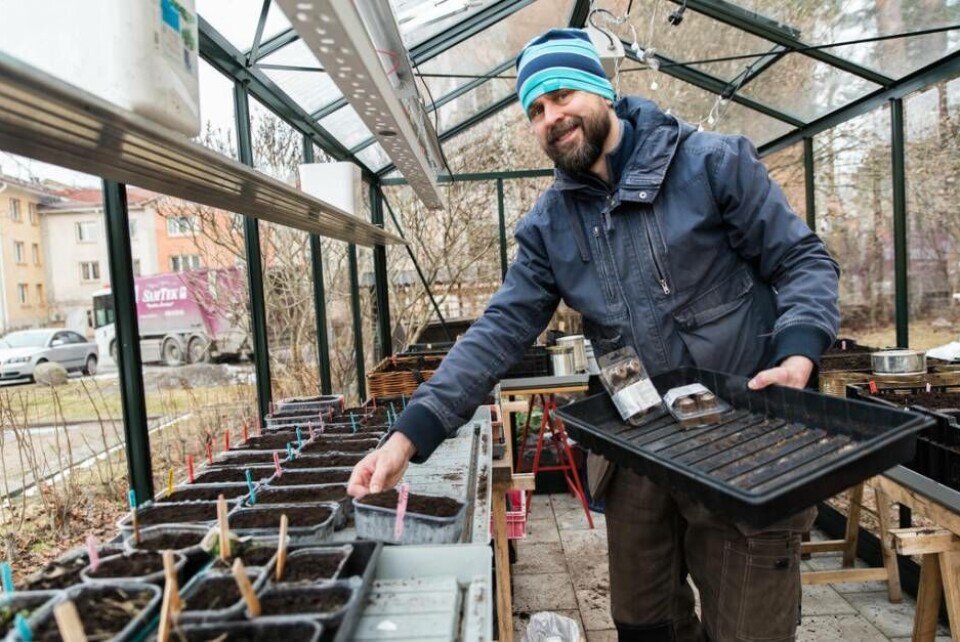 Egenodlat. Johannes Wätterbäck bjuder på några matnyttiga tips för den som inte är en van odlare. Foto: Theres Lunden×1 / 2Visa bildtextBild 1 av 2