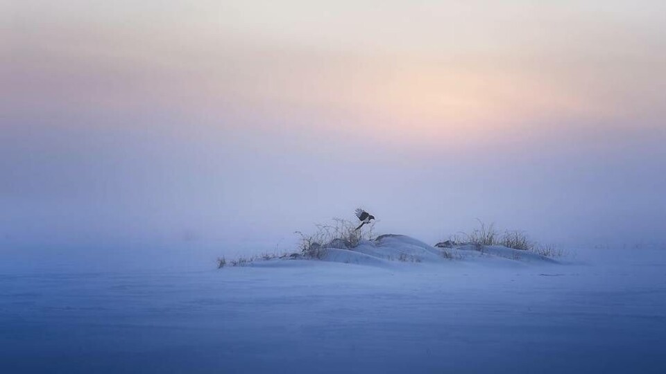 Hyllad bild. Bilden som tog Kent Olsson till att bli en av de tre nominerade i tävlingen Årets fotograf. Foto: Kent Olsson
