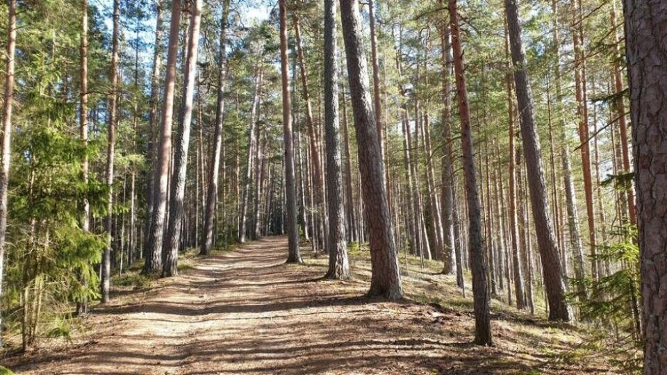 Stig på Virsboåsen med fantastiska tallar. Foto: Mårten Berglind/Länsstyrelsen