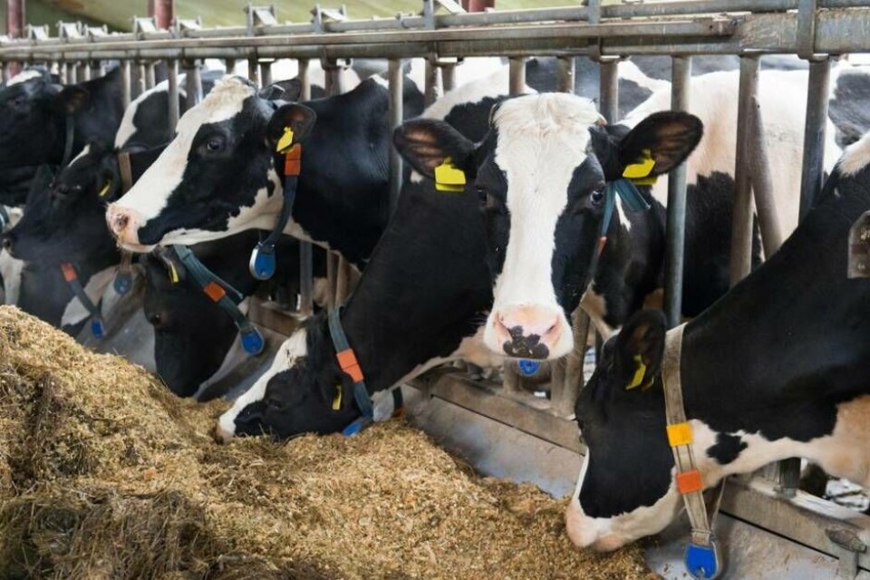 En veterinär blev idag sparkad av en ko. Foto: Arkivbild/Mostphotos