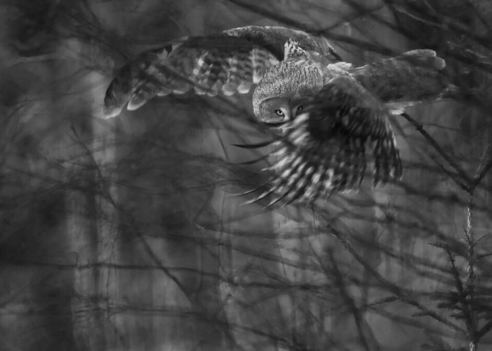 Naturfoto. En lappuggla fotograferad av Mikael Larsson. Foto: Mikael Larsson