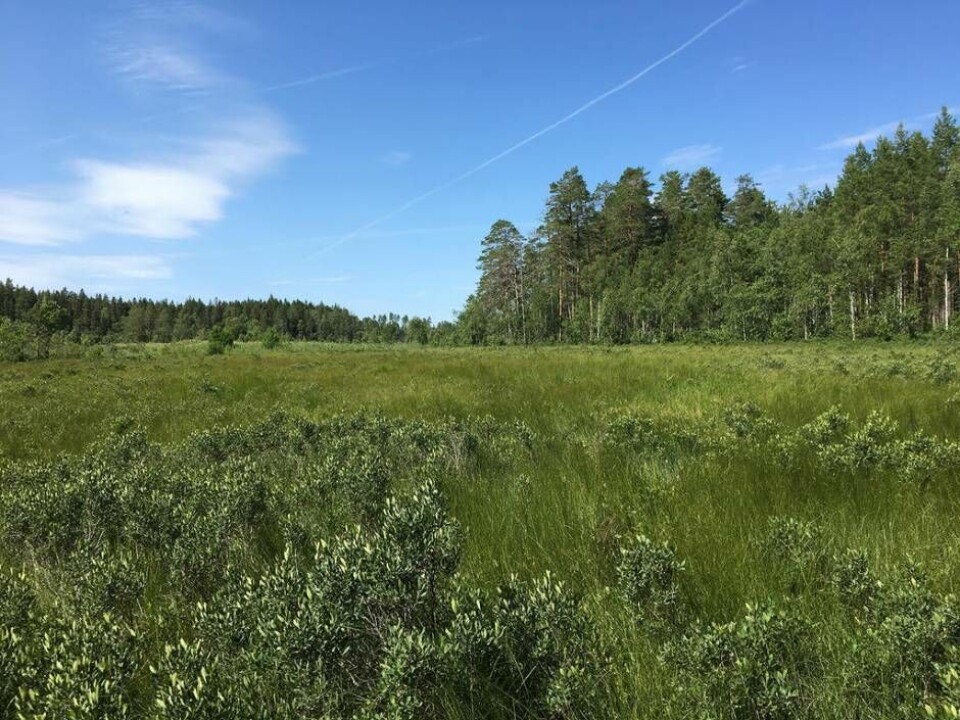 I Klinta, sju kilometer sydväst om Möklinta, dominerar äldre barrblandskog markerna. Foto: Länsstyrelsen