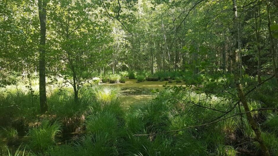 Lövmiljö vid Stora Bastås i Arboga kommun Foto: Länsstyrelsen
