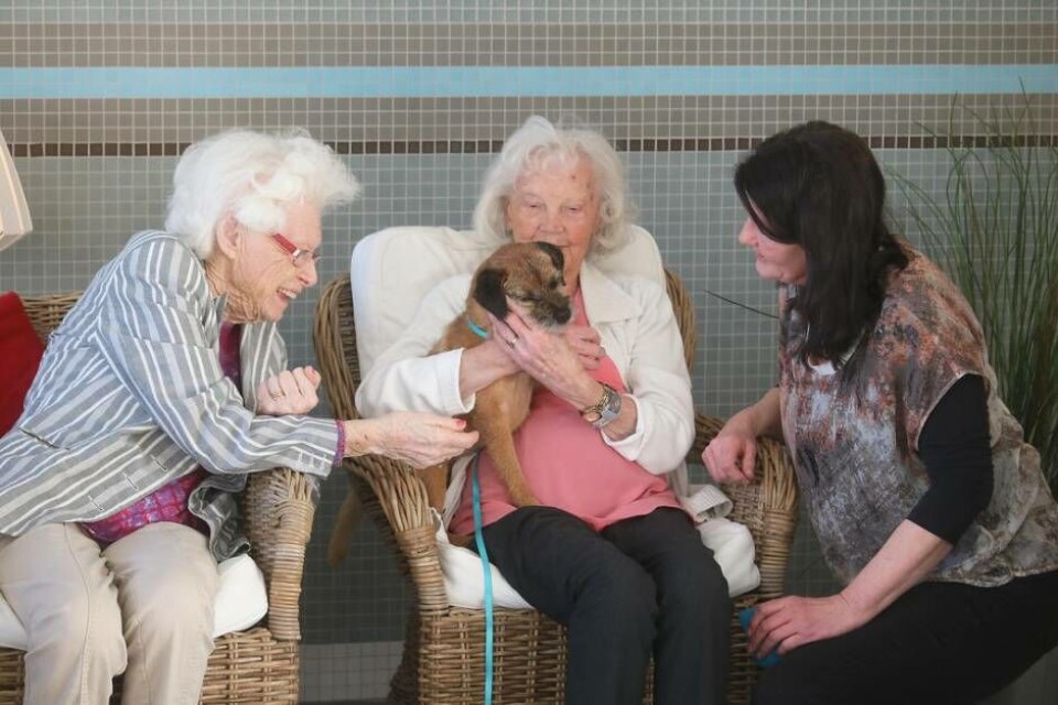 Charlotte Bonnevier och borderterriern Penny träffar boende på Hälleborgs äldreboende.Ingrid och Marianne Asp kelar med Penny. Ingrid har haft en egen borderterrier så det blev ett extra kärt möte. Foto: Lasse Blom