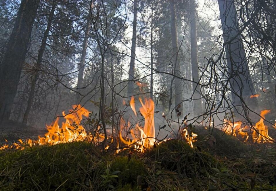 SMHI: Stor risk för skogsbrand