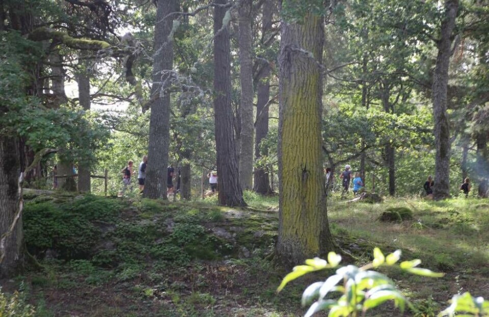På natursköna Ängsö fick löparna uppleva olika sorters terräng som skog … Foto: Jonas Bergkvist
