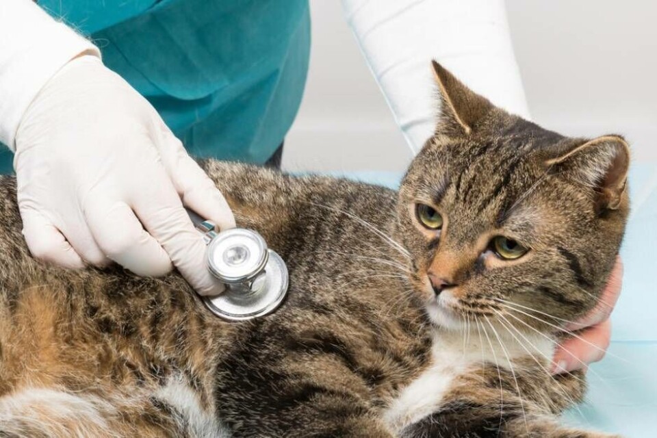 Veterinär i Västerås ger gratis vård till hemlösas djur