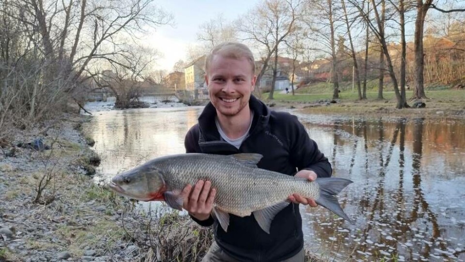 Rickard Lundgren från Västerås fick för första gången asp på kroken när han i veckan fiskade i Svartån vid Falkenbergska kvarnen. En kvart senare högg det igen – och då hade han tagit upp ytterligare en asp. Foto: Privat