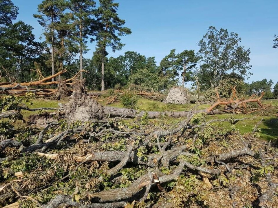 Mellan 60 och 70 träd fälldes av den starta tromben som drog in över Ängsö. Foto: Alf Ericson/Länsstyrelsen